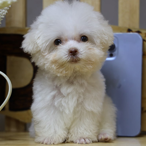 Poodle Teacup trắng siêu nhỏ ngồi cạnh điện thoại iPhone, lông trắng bông, mặt baby và mắt tròn sáng