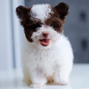 Poodle Tiny bò sữa nâu tai bướm, lông xoăn bông trắng pha nâu, mặt đáng yêu nhìn cận cảnh