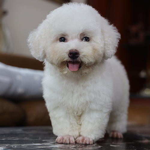 Chó Poodle Tiny kem trắng 2 tháng tuổi ngồi nhìn camera, lông bông xù, mặt baby dễ thương