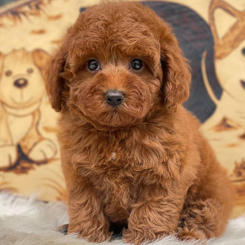 Poodle Tiny nâu đỏ ngồi nhìn camera, lông xoăn bông màu nâu đỏ ấm, mắt tròn và mặt baby