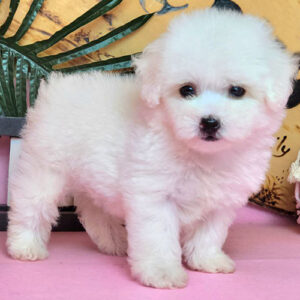 Poodle Tiny trắng tuyết đứng tạo dáng, lông trắng bông xù, mặt tròn mắt đen tại Chạm Pets Family