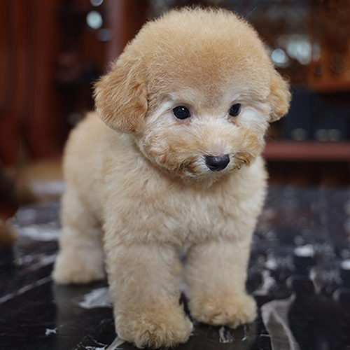 Poodle Tiny vàng mơ đứng trên nền đá, lông xoăn bông màu vàng mơ, mặt baby và mắt tròn sáng