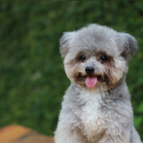 Chó Poodle Tiny màu xám ngồi nhìn camera, lông xám bông nhẹ, mắt sáng và biểu cảm thân thiện