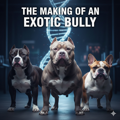 Quá trình lai tạo Exotic Bully từ American Bully và các dòng Bulldog
