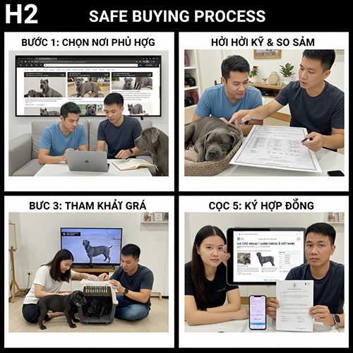 Quy trình mua chó Ngao Ý Cane Corso an toàn từ chọn nơi mua đến ký hợp đồng và nhận chó