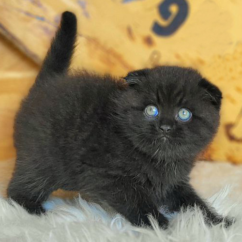 Mèo Scottish Fold đen tai cụp 2 tháng tuổi (ảnh thật)