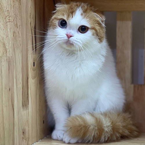 Mèo Scottish Fold tai cụp cái trưởng thành màu đỏ tabby harlequin (thiên trắng)