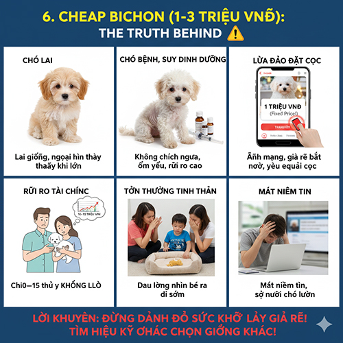 Sự thật phía sau chó Bichon giá rẻ 1–3 triệu đồng