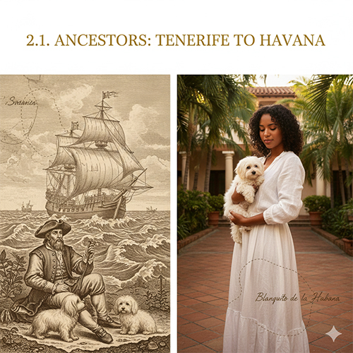 Hình ảnh minh họa tổ tiên chó Havanese từ Bichon Tenerife đến Blanquito de la Habana