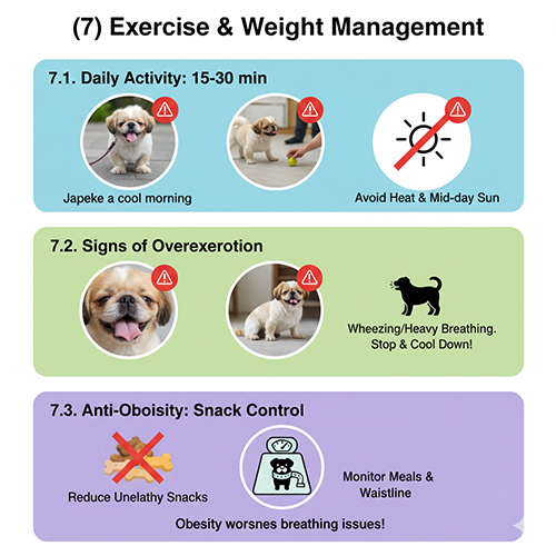 Hướng dẫn vận động và kiểm soát cân nặng cho chó Bắc Kinh lai Nhật để tránh béo phì