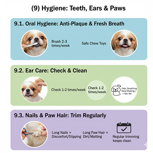 Hướng dẫn vệ sinh răng, tai và móng cho chó Bắc Kinh lai Nhật giúp giảm mùi