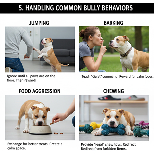Các hành vi thường gặp ở chó Bully như nhảy lên người, sủa nhiều, giữ đồ ăn và cắn phá đồ