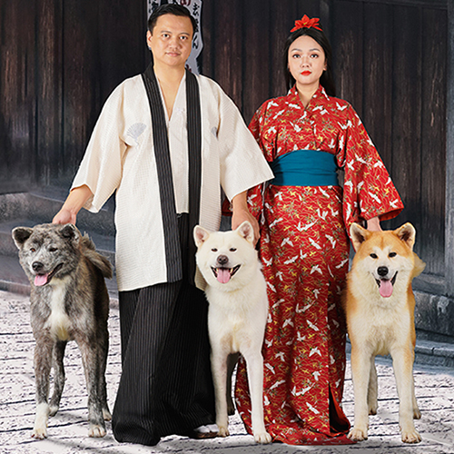 3 bé chó Akita đủ màu vện, trắng và đỏ – ảnh thật tại Chạm Pets