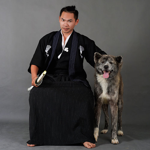 Akita vện đực trưởng thành Kaito tại Chạm Pets, ảnh thật chụp studio