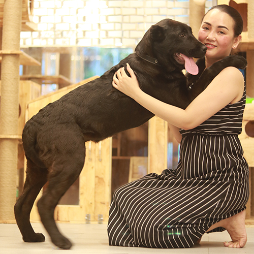 Chó Alabai đen đang sẵn, ảnh thật, thần thái canh gác đằm và chắc