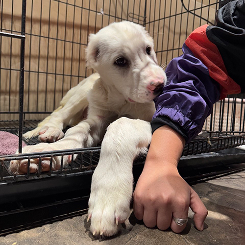 Chó Alabai con trắng đang sẵn, nằm trong chuồng, nhìn rõ mắt và chân trước