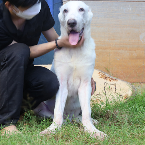 Chó Alabai trắng đang sẵn, ngồi ngoài sân cỏ, nhìn rõ mặt và dáng trước khi nhận video