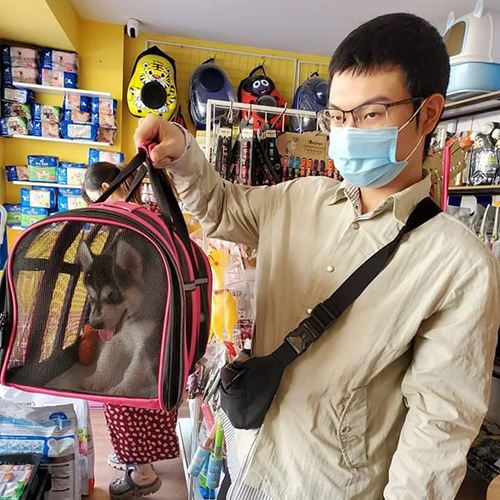 Hình ảnh bàn giao bé chó Husky cho khách tại Chạm Pets, bé nằm trong túi vận chuyển, chụp thực tế