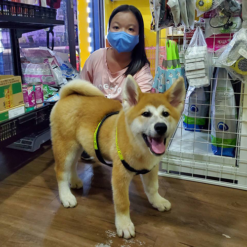 Bàn giao chó Akita con tại Chạm Pets, bé đeo dây yếm và đứng chụp ảnh thật