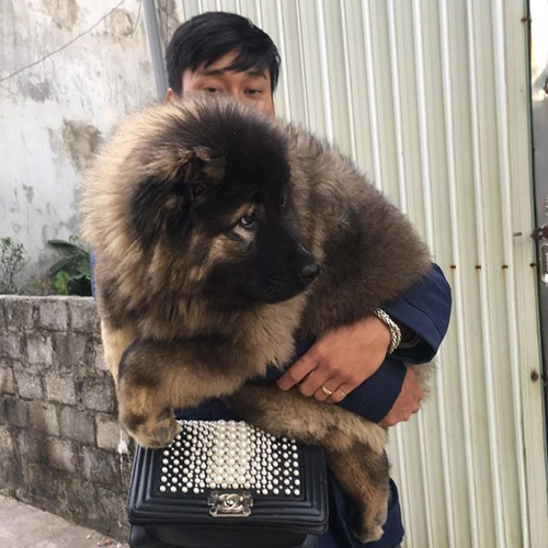 Hình ảnh bàn giao chó Ngao Nga cho khách hàng tại Chạm Pets (ảnh thật)