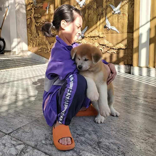 Bé chó Akita con về nhà mới, được ôm trong vòng tay, ảnh thật
