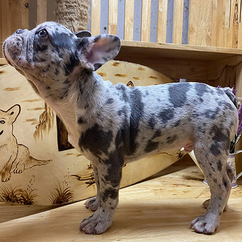 Chó Bull Pháp (French Bulldog) màu blue merle, form thường, tai dơi dựng, màu hiếm độc lạ, ảnh thật tại Chạm Pets
