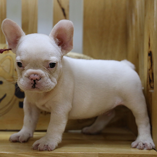 Chó Bull Pháp (French Bulldog) short body màu trắng, thân ngắn form dày, tai dơi dựng, ảnh thật tại Chạm Pets