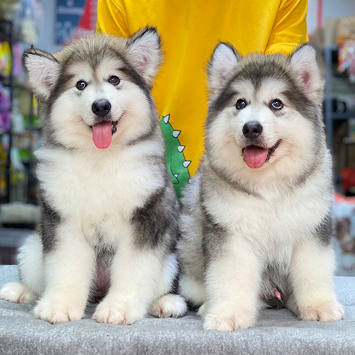 Cặp chó Alaska xám trắng Oversize, dáng to lực ngực nở, ảnh thật minh họa chọn size/phiên bản Alaska tại Chạm Pets