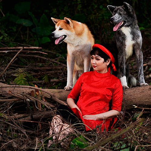 Cặp đôi chó Akita màu vàng và vện tại Chạm Pets, ảnh thật ngoài trời