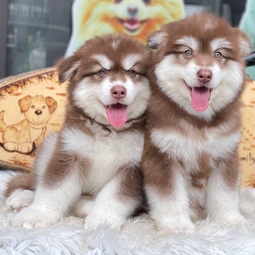 Cặp đôi chó Alaska nâu đỏ 2 tháng tuổi, lông bông dày, ảnh thật trong gallery Alaska đang sẵn tại Chạm Pets