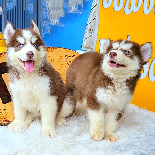 Cặp đôi chó Husky Wooly nâu đỏ lông dày, mắt sáng, ảnh chụp thật tại Chạm Pets