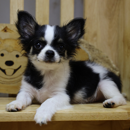 chó Chihuahua bò sữa đen trắng 4 tháng nằm thư giãn, ảnh thật bé đang sẵn tại Chạm Pets