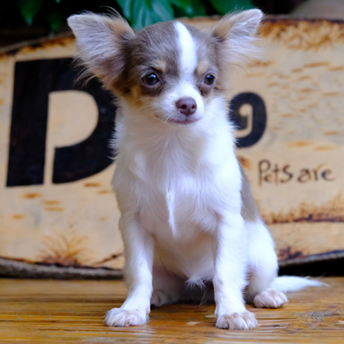 Chihuahua mini lilac bò sữa cái ngồi nhìn thẳng, ảnh thật bé đang sẵn tại Chạm Pets