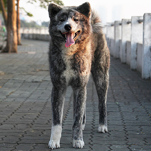 Chó Akita Inu Kaito vện bạc trưởng thành tại Chạm Pets, ảnh thật ngoài trời