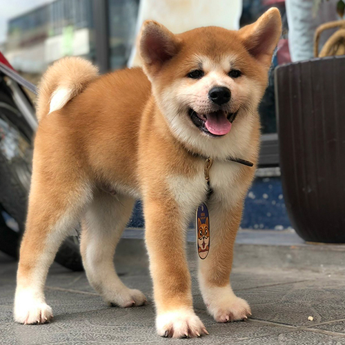 Chó Akita Inu vàng trắng 2 tháng tuổi đang sẵn tại Chạm Pets
