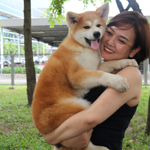 Chó Akita Inu vàng trắng 4 tháng tuổi đang sẵn, bế trên tay khách