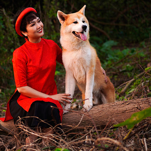 Chó Akita Inu vàng trắng trưởng thành tại Chạm Pets, ảnh thật ngoài trời