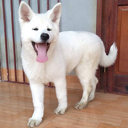 Chó Akita trắng cái 2 tháng tuổi đang sẵn, ảnh thật tại Chạm Pets