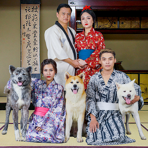 Chó Akita trưởng thành đủ màu vàng, vện, trắng (đực) nhà Chạm Pets, dáng to, lông dày, ảnh & video thật