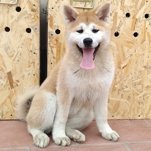 Chó Akita vàng trắng cái 2,5 tháng tuổi đang sẵn, ảnh thật tại Chạm Pets
