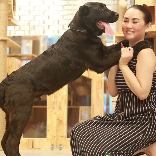 Chó Alabai đen 4 tháng tuổi đang sẵn, ảnh & video thật tại Chạm Pets, bé đực size lớn, thân lực lưỡng,