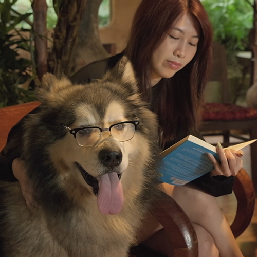 Chó Alaska Giant khổng lồ xám trắng đực nhà Chạm Pets, size lớn, form dày, lông bông, ảnh & video thật