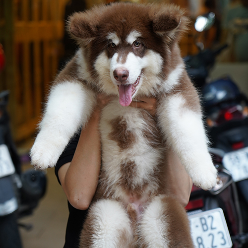 Chó Alaska Giant nâu đỏ 3 tháng tuổi khổng lồ, ảnh thật minh họa chọn size/phiên bản tại Chạm Pets