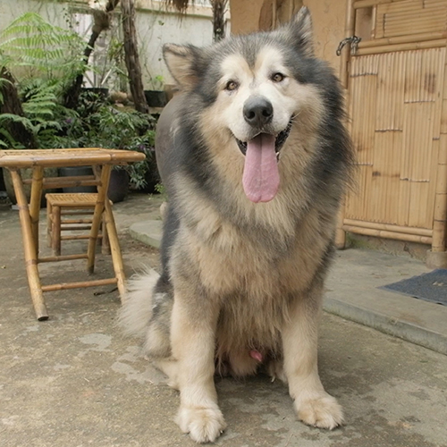 Chó Alaska Giant xám trắng trưởng thành đực giống tại Chạm Pets, dáng to lực lông dày, ảnh thật minh họa size Giant