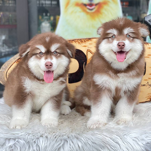 Đôi chó Alaska nâu đỏ con đang sẵn, ảnh & video thật tại Chạm Pets, lông dày mặt bầu, hai bé đực