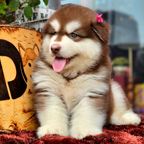 Chó Alaska đực nâu đỏ 2 tháng tuổi, lông bông dày, ảnh thật trong gallery Alaska đang sẵn tại Chạm Pets