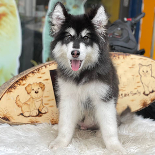 Chó Alaska Standard đen trắng 4 tháng tuổi, dáng cân đối dễ nuôi, ảnh thật minh họa size Standard tại Chạm Pets