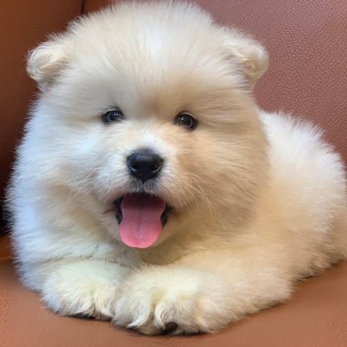 Chó Alaska trắng 2 tháng tuổi, lông bông dày như bông, ảnh thật trong gallery Alaska đang sẵn tại Chạm Pets