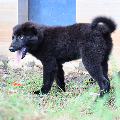 Chó Bắc Hà đen 3 tháng tuổi đang sẵn, ảnh & video thật tại Chạm Pets, bé dáng gọn lanh lợi, lông đen dày, đuôi cong