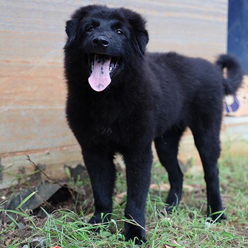 Bé chó Bắc Hà lông đen xù đứng trên bãi cỏ, dáng vững và mắt sáng